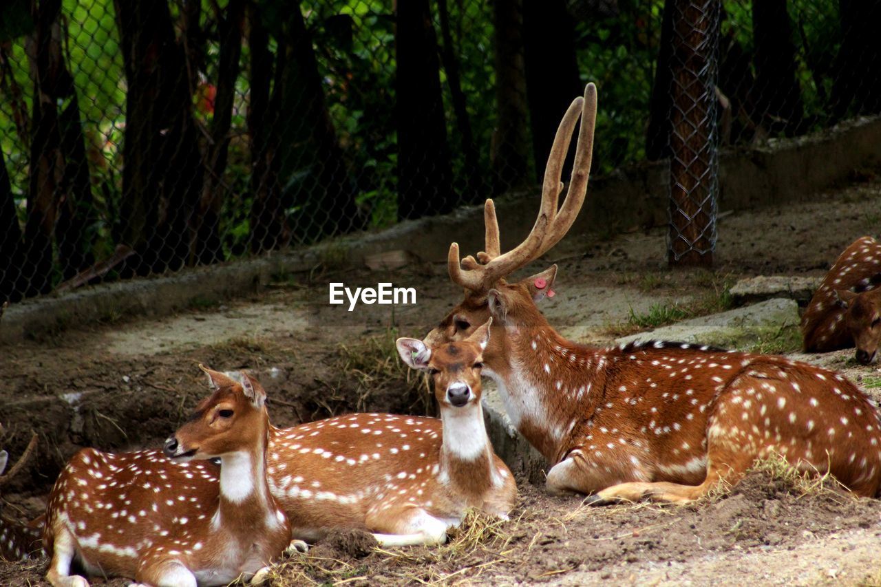 Spotted deer resting in zoo