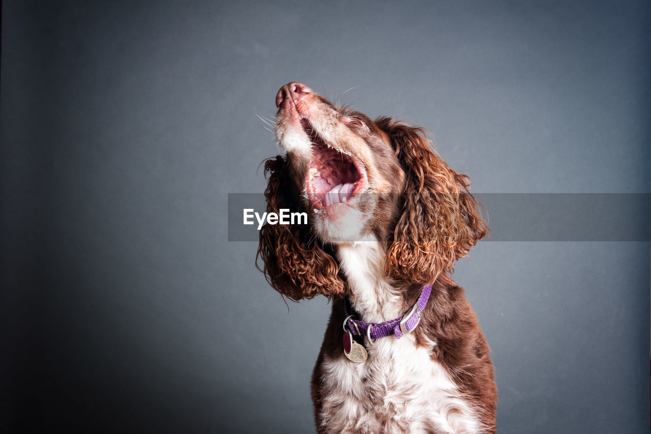 Studio shot of playful dog