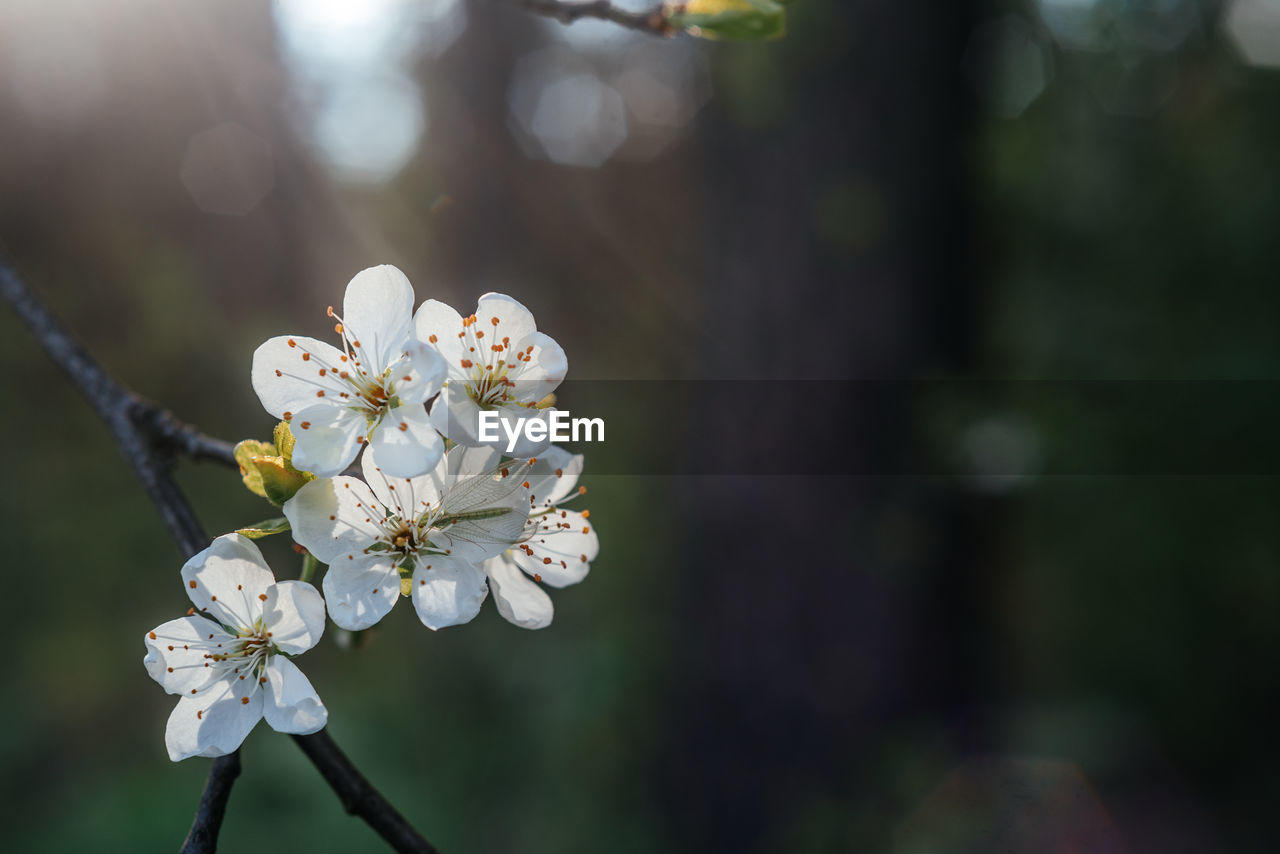 Beautiful spring background with whity flowers of cherry tree blossoms in the early spring