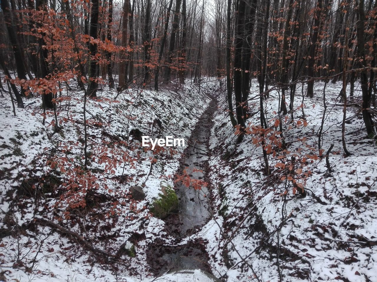 SCENIC VIEW OF FOREST DURING WINTER