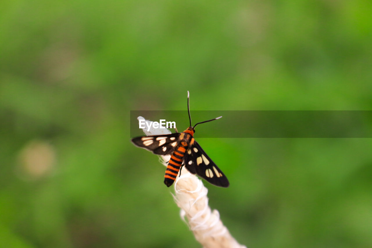 BUTTERFLY ON A FLOWER