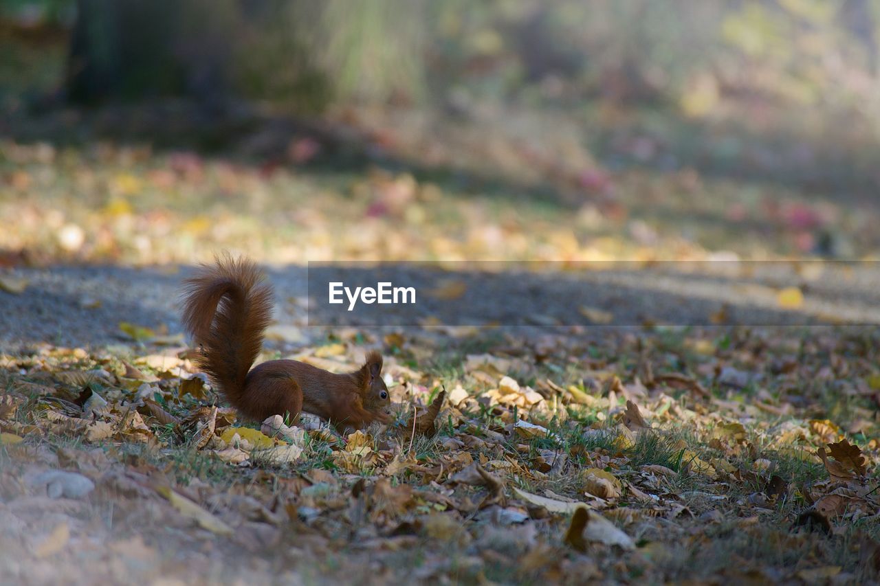 SQUIRREL ON LEAVES ON FIELD