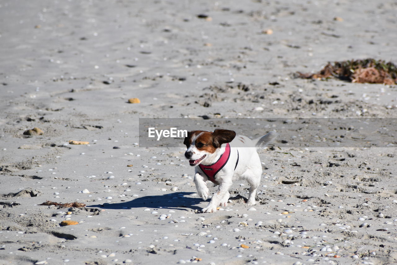 DOG LOOKING AWAY