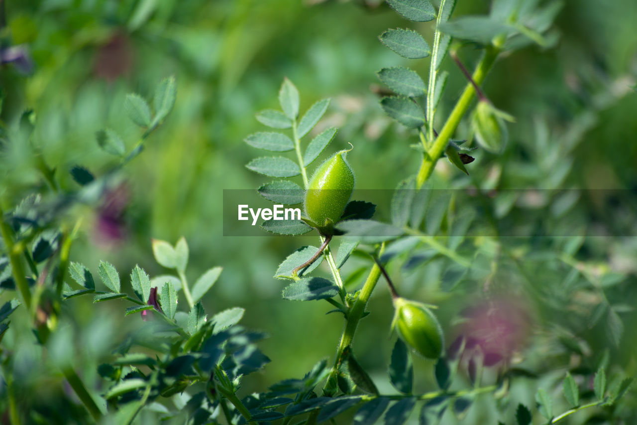 Chickpeas pod with green young plants in the field