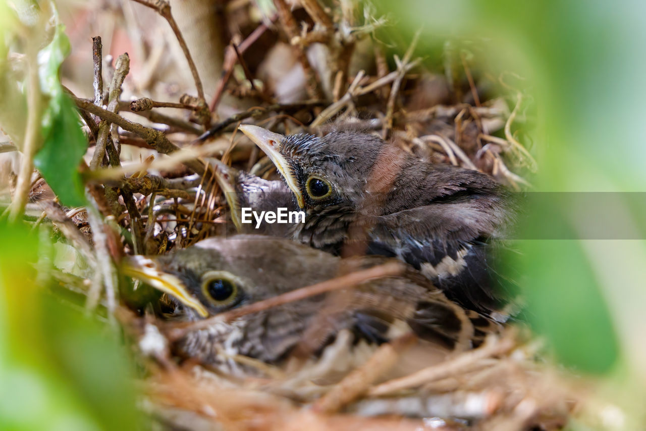 CLOSE-UP OF YOUNG BIRD IN NEST