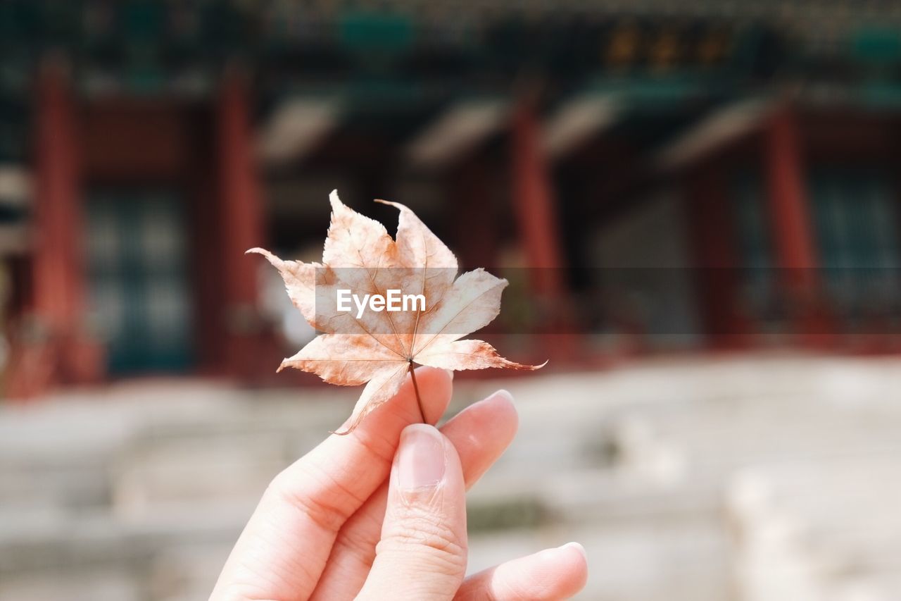 Close-up of hand holding maple leaves