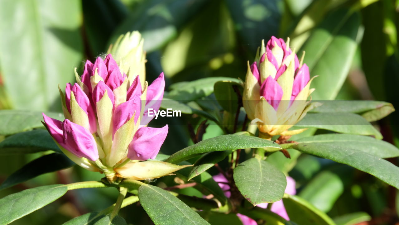 CLOSE-UP OF PINK LOTUS WATER LILY BLOOMING