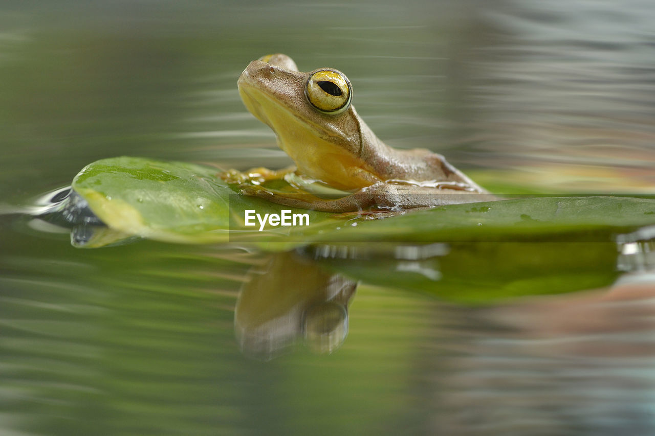 CLOSE-UP OF A FROG IN LAKE