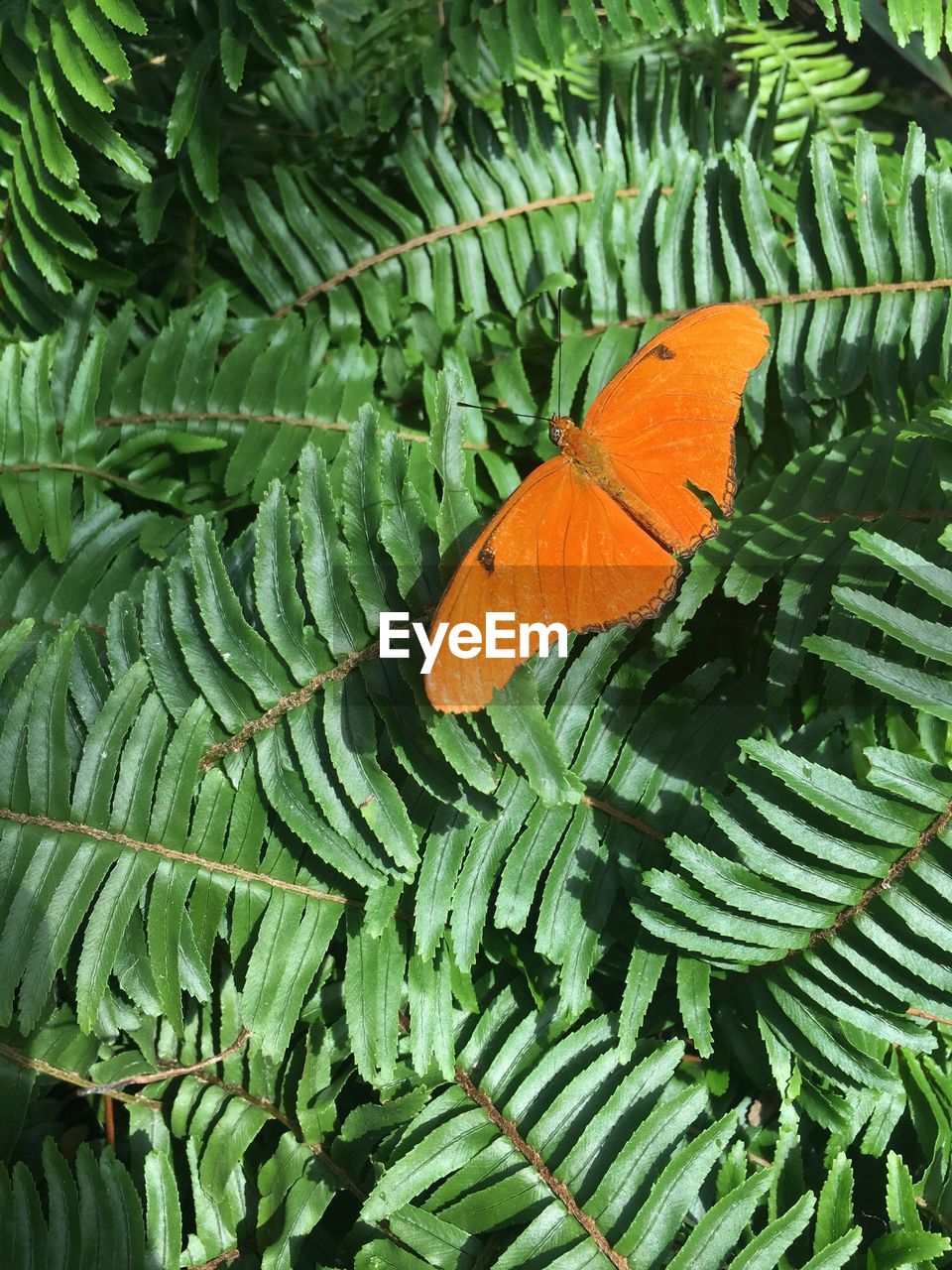 CLOSE-UP OF GREEN LEAVES