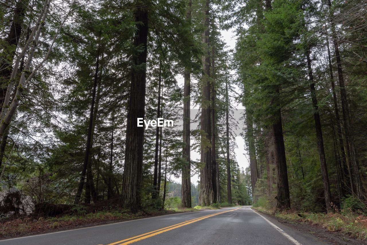 VIEW OF ROAD ALONG TREES