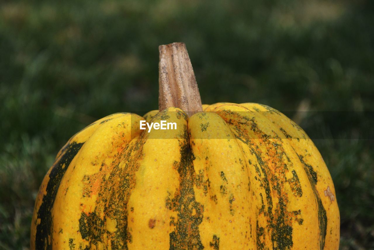 Close-up of striped pumpkin 