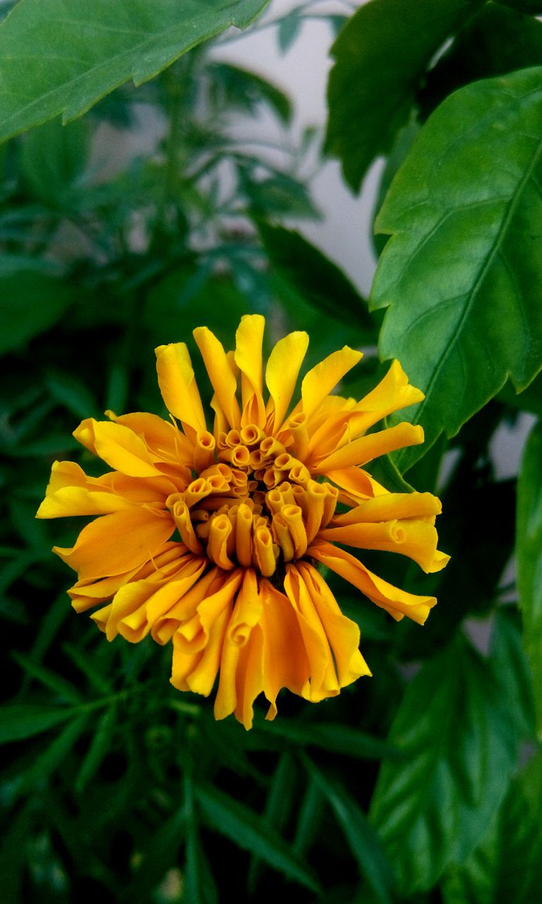 Close-up of yellow flowering plant