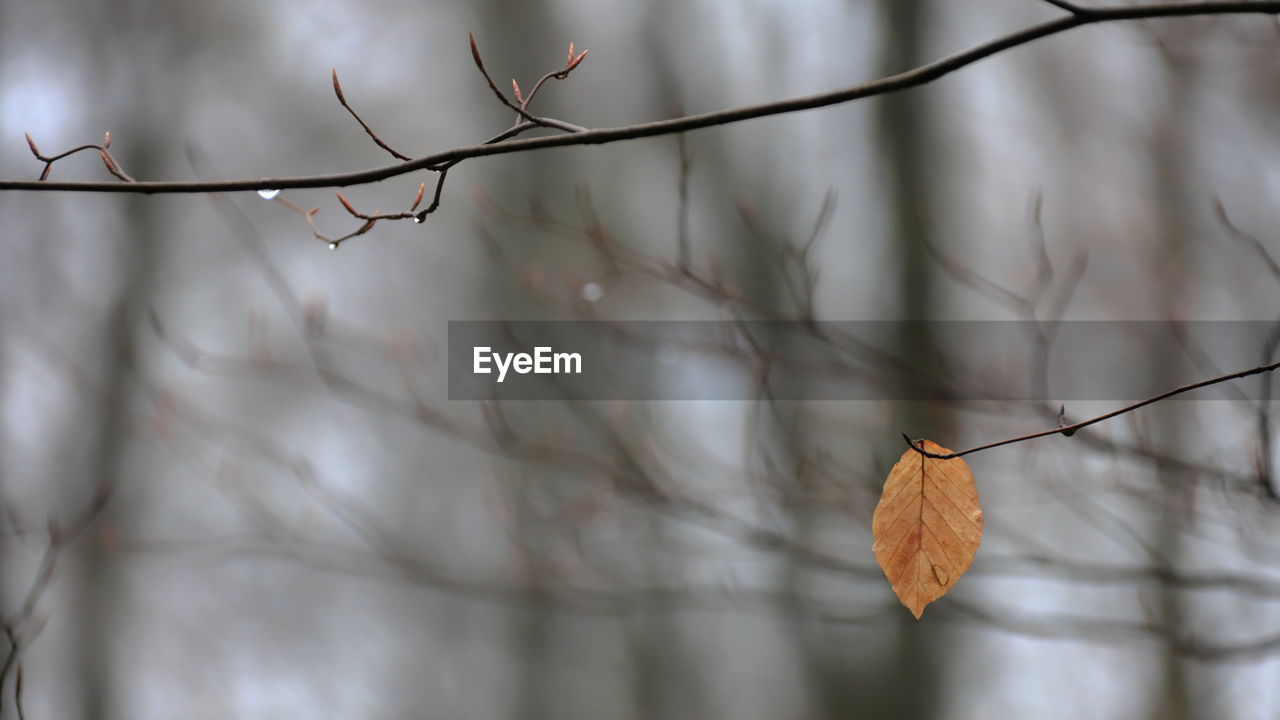 CLOSE-UP OF DRY LEAF ON BRANCH