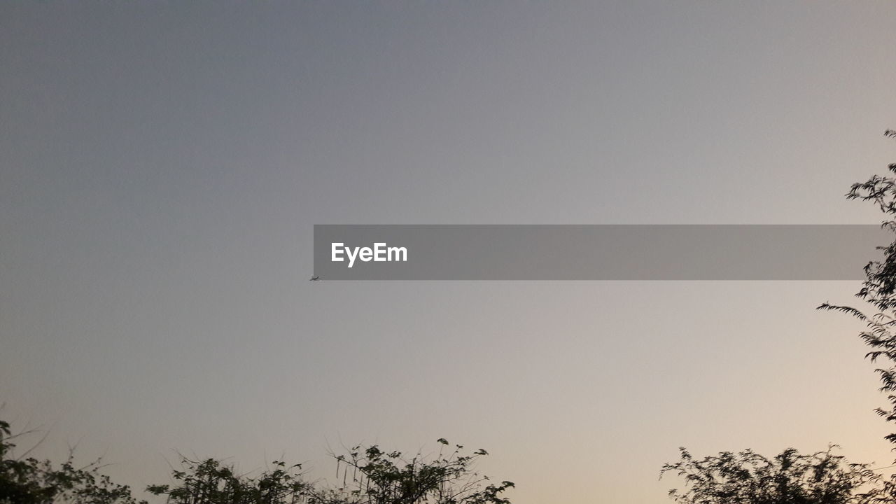 LOW ANGLE VIEW OF SILHOUETTE TREES AGAINST SKY