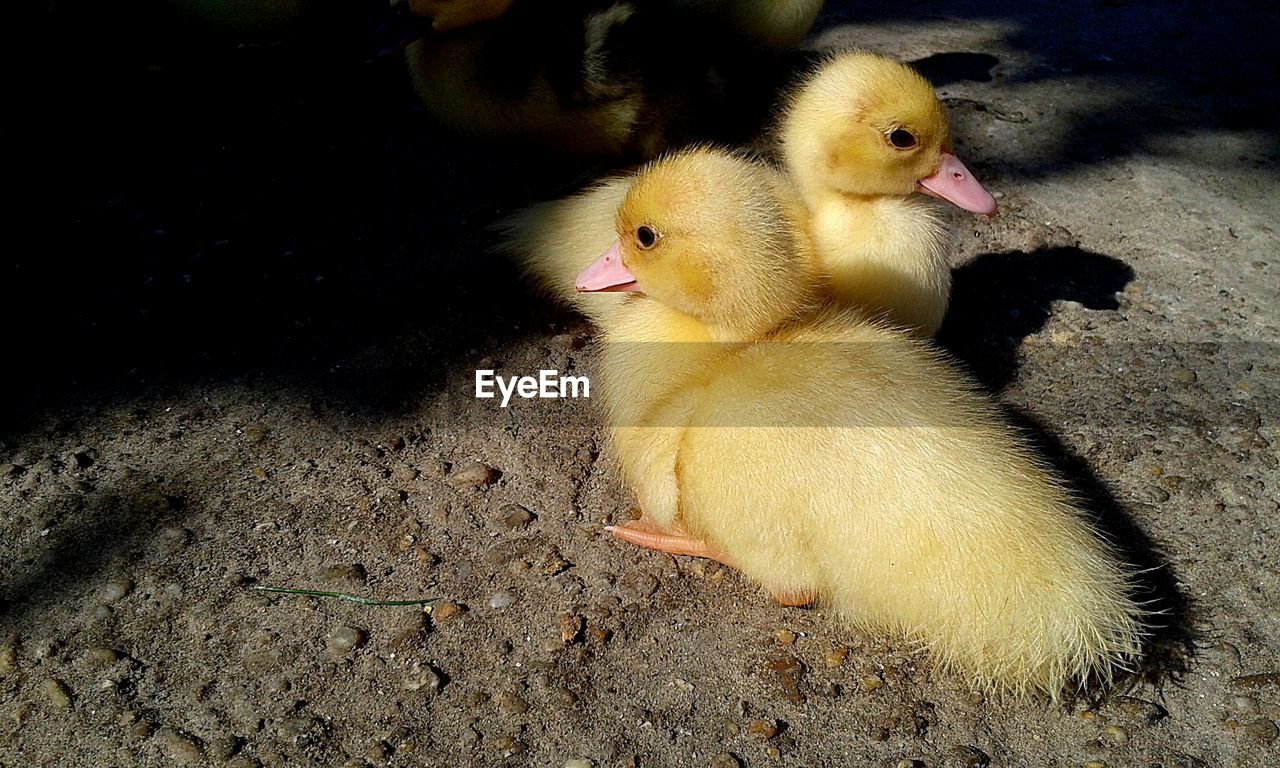 CLOSE-UP OF BIRDS