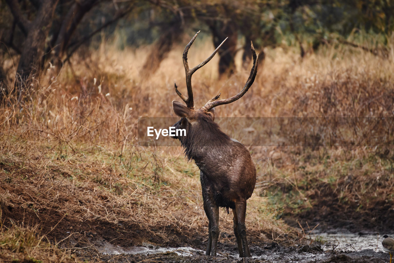 Sambhar deer looking away