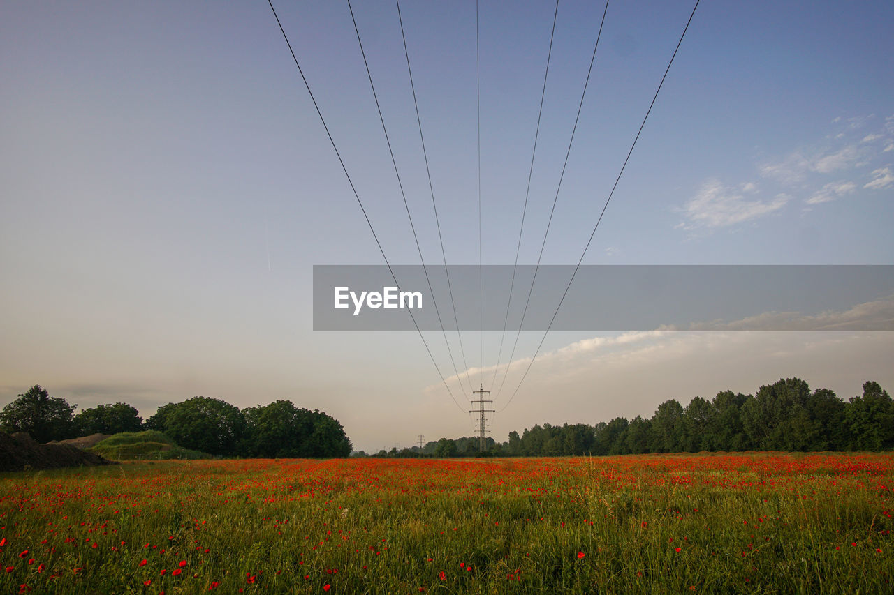 sky, landscape, field, plant, environment, cable, tranquil scene, electricity, land, beauty in nature, electricity pylon, tranquility, nature, scenics - nature, fuel and power generation, power line, technology, rural scene, no people, power supply, outdoors