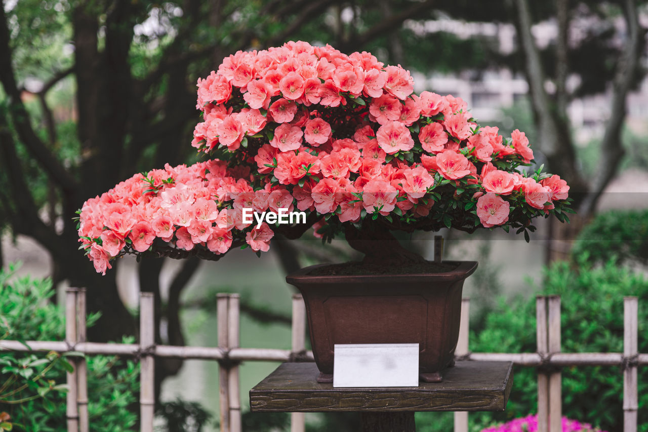 Close up on beautiful blossoming bonsai azalea tree in a pot