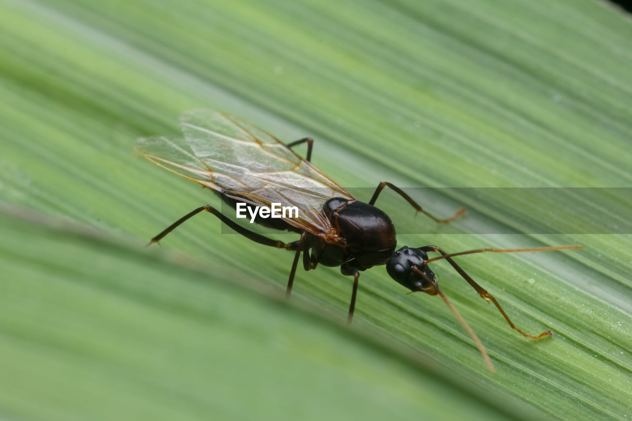 CLOSE-UP OF INSECT