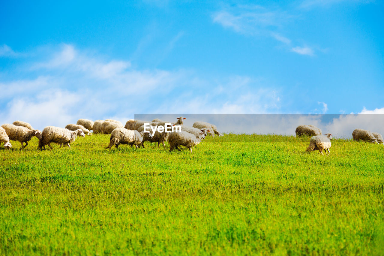 FLOCK OF SHEEP ON FARM