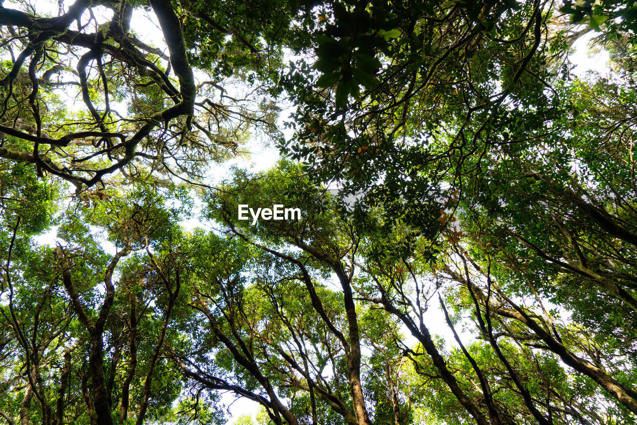 Low angle view of trees against sky