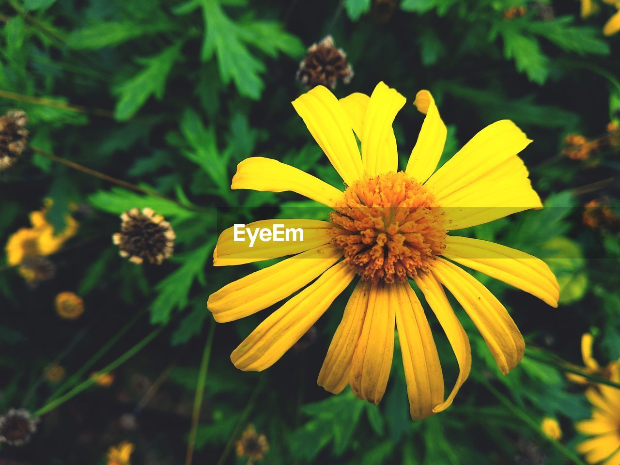 CLOSE-UP OF YELLOW BLACK-EYED BLOOMING OUTDOORS