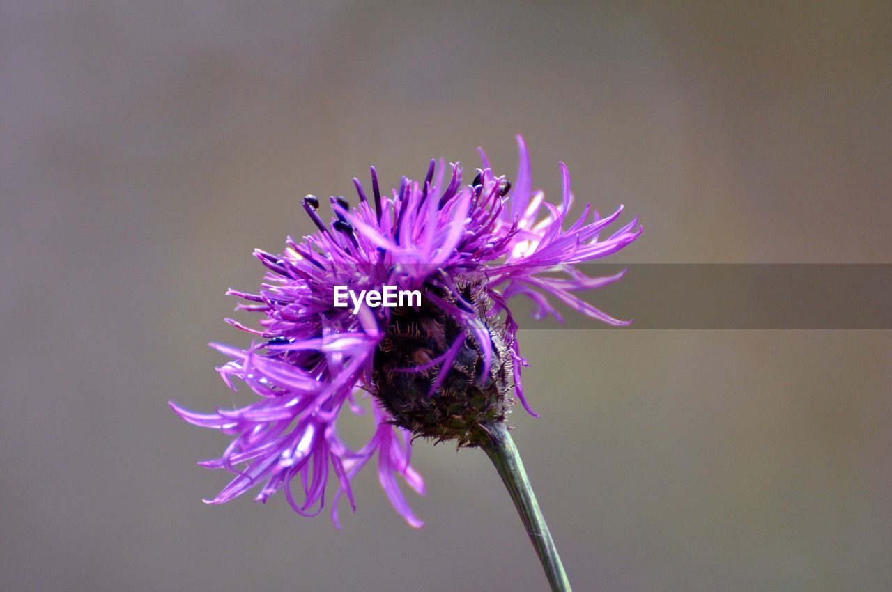 Close-up of fresh pink flower blooming in garden