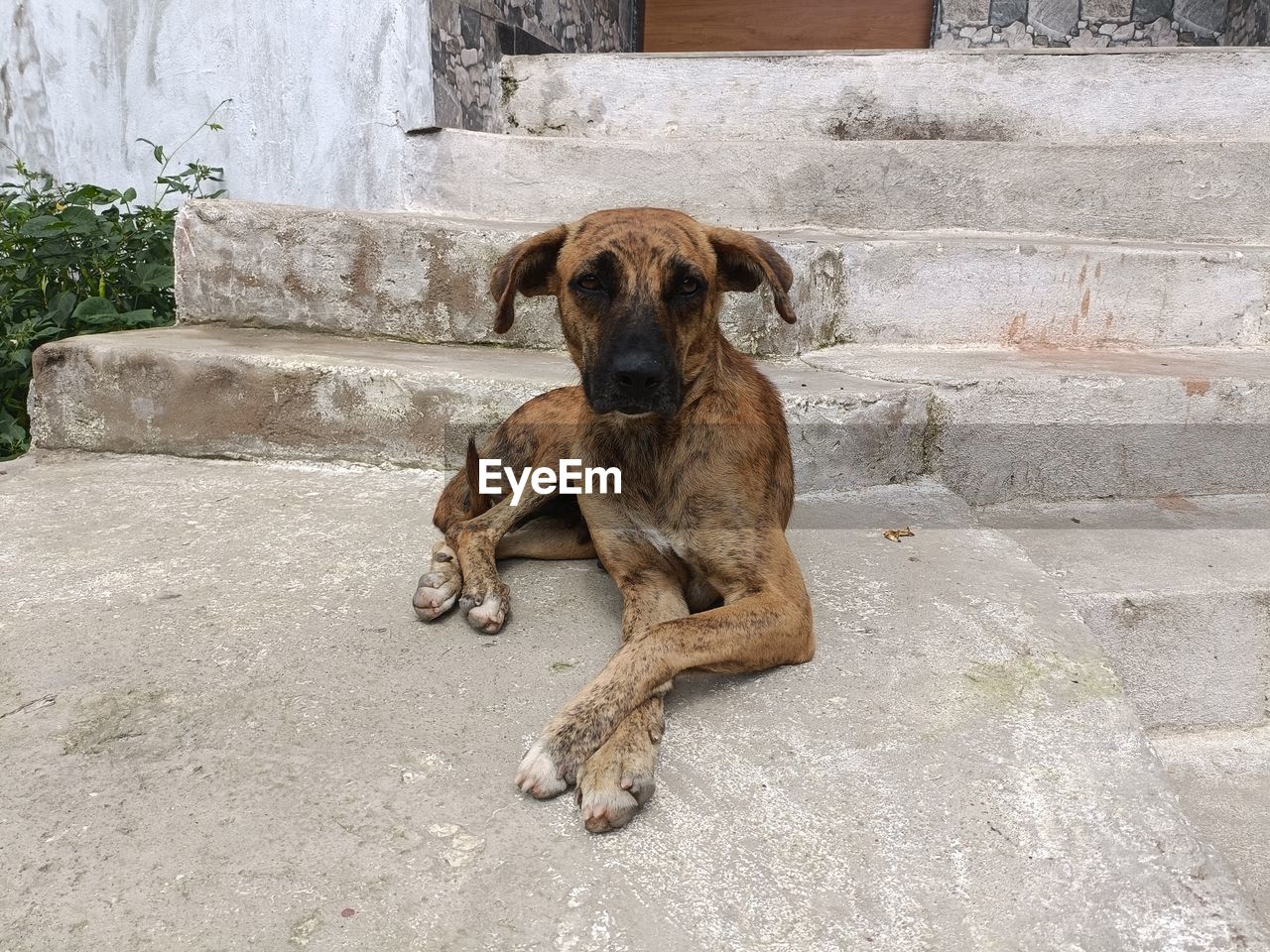 PORTRAIT OF A DOG SITTING ON WALL