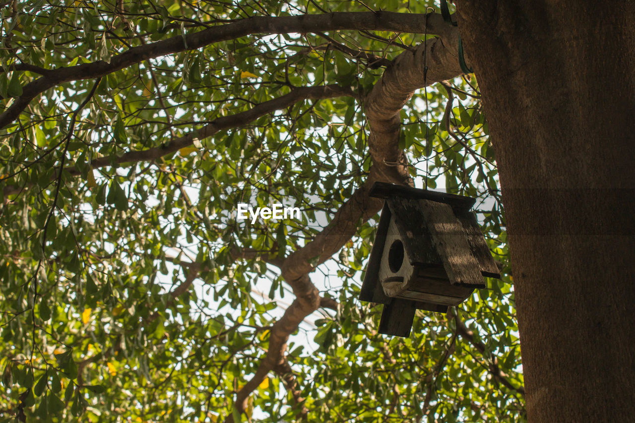 LOW ANGLE VIEW OF HANGING TREE