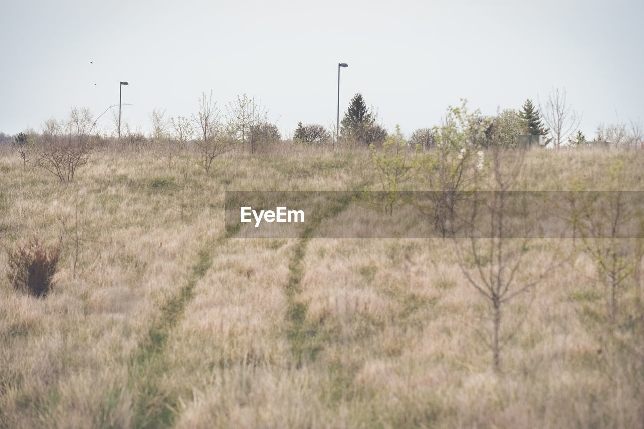 TREES ON GRASSY FIELD AGAINST SKY