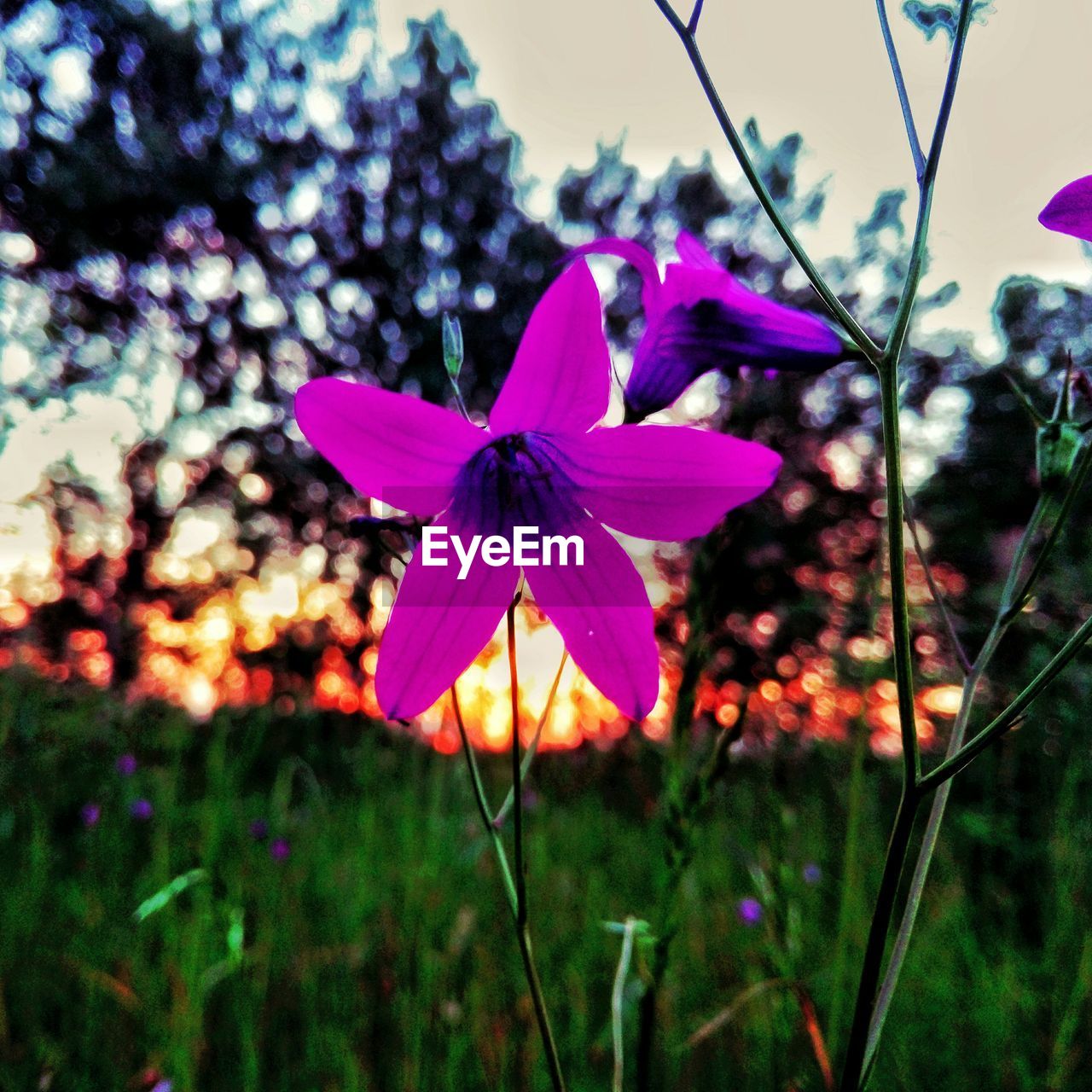 CLOSE-UP OF COSMOS FLOWER BLOOMING OUTDOORS