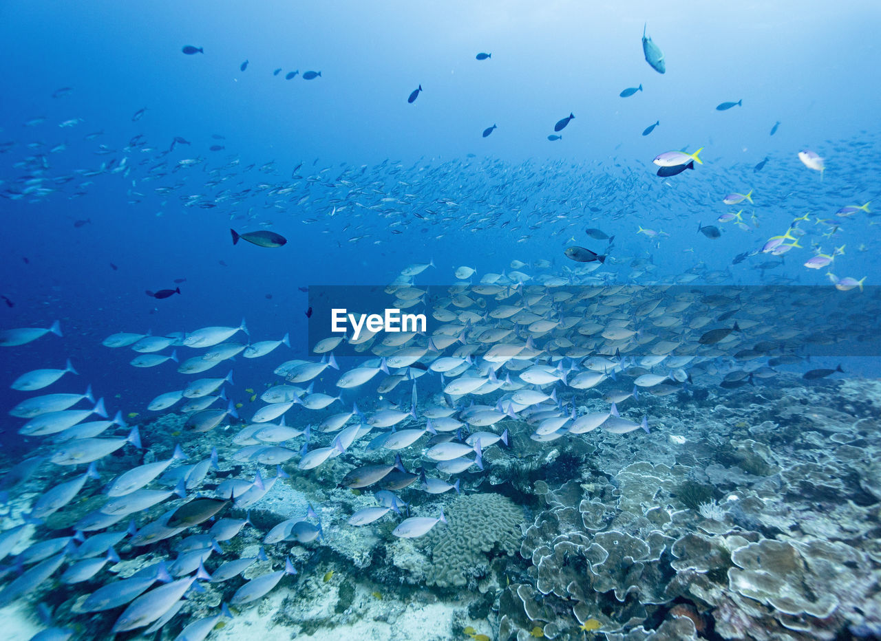 VIEW OF FISH SWIMMING UNDERWATER