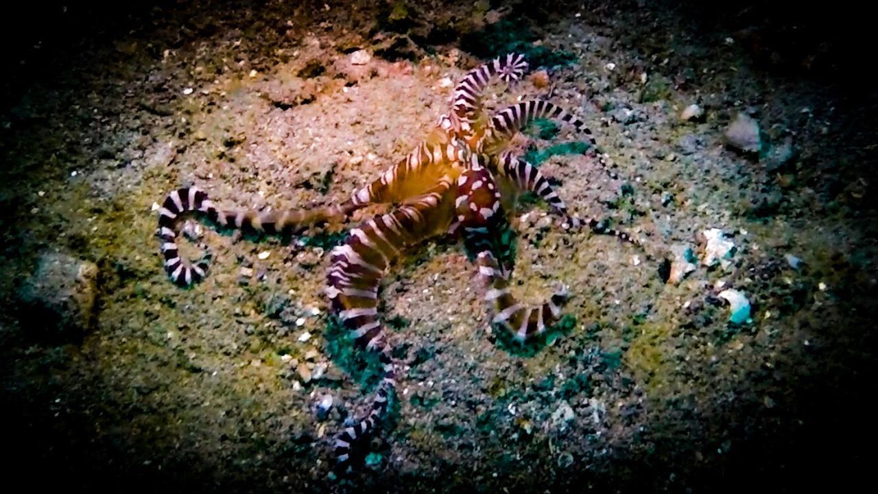 HIGH ANGLE VIEW OF STARFISH ON WATER