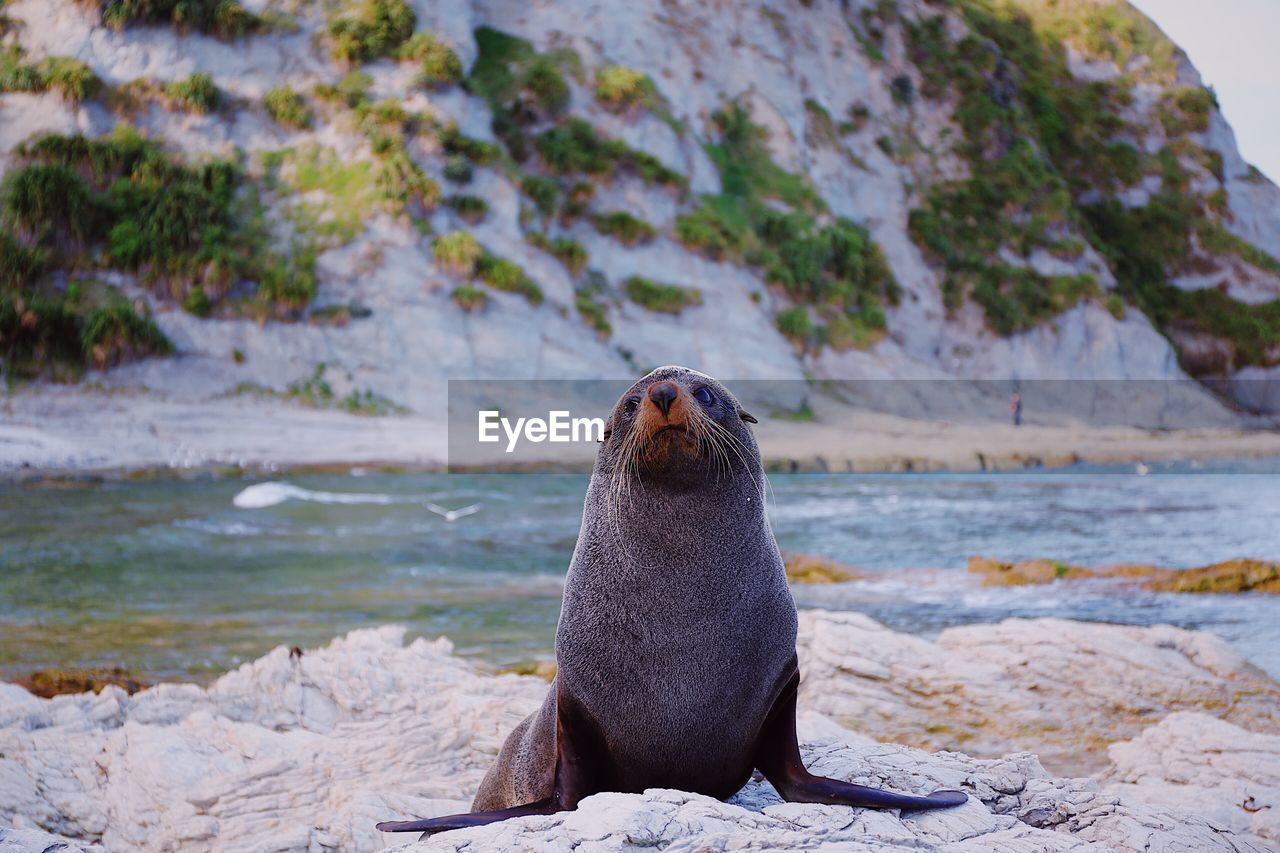 SEA LION ON ROCK