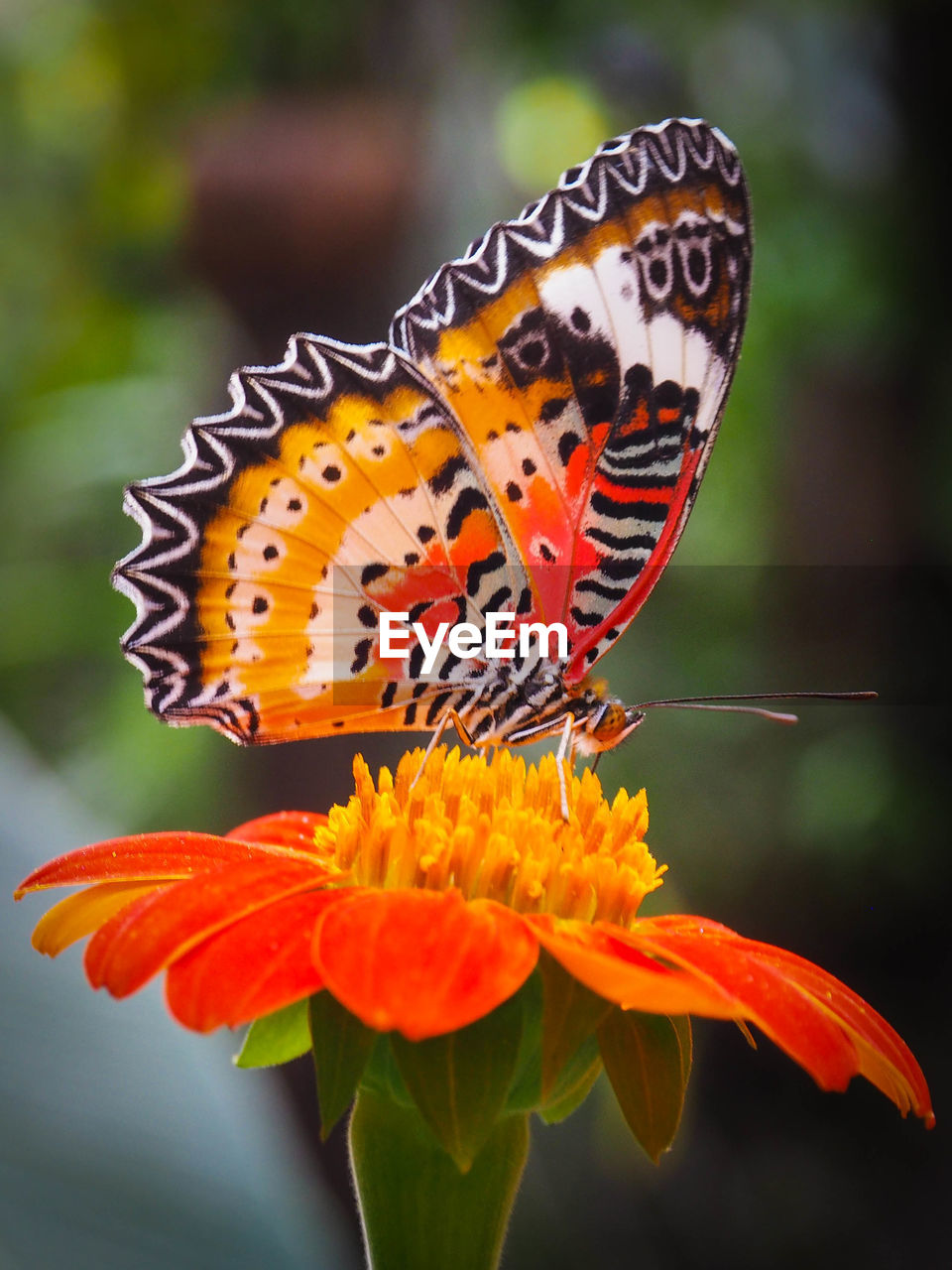 CLOSE-UP OF BUTTERFLY POLLINATING FLOWER