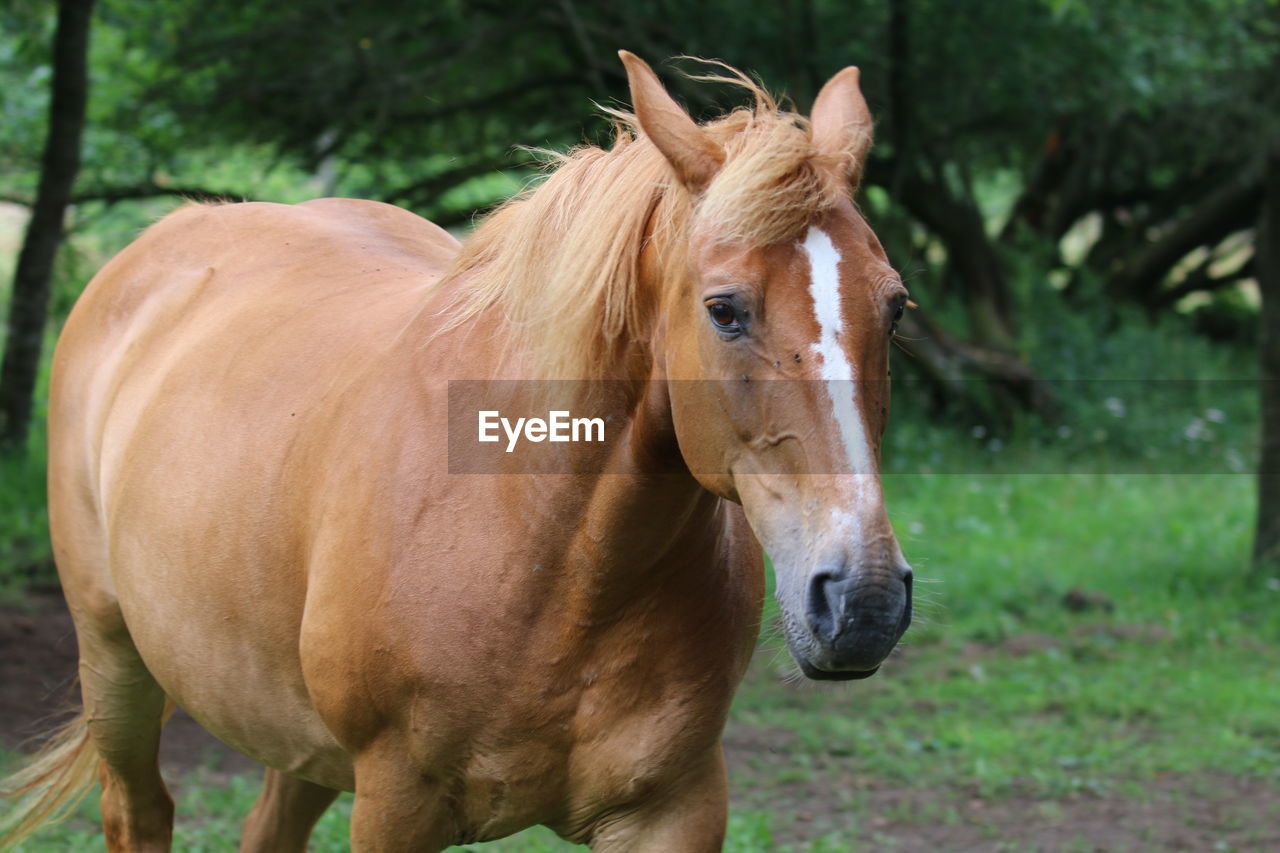 Close-up of horse standing on field  