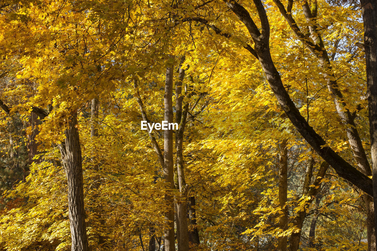 LOW ANGLE VIEW OF YELLOW TREES IN FOREST