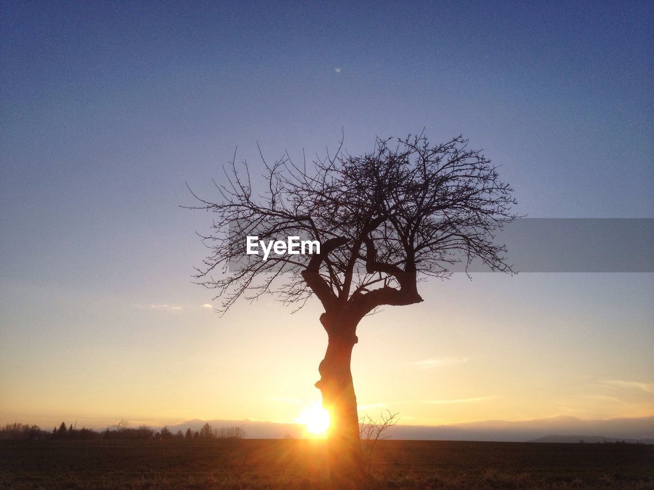 Bare tree on field against sky during sunrise