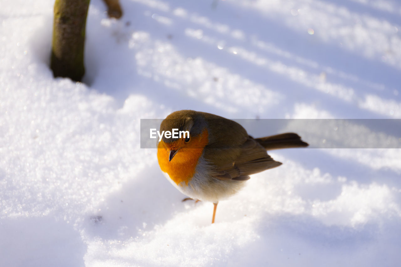 BIRD PERCHING ON SNOW COVERED LAND