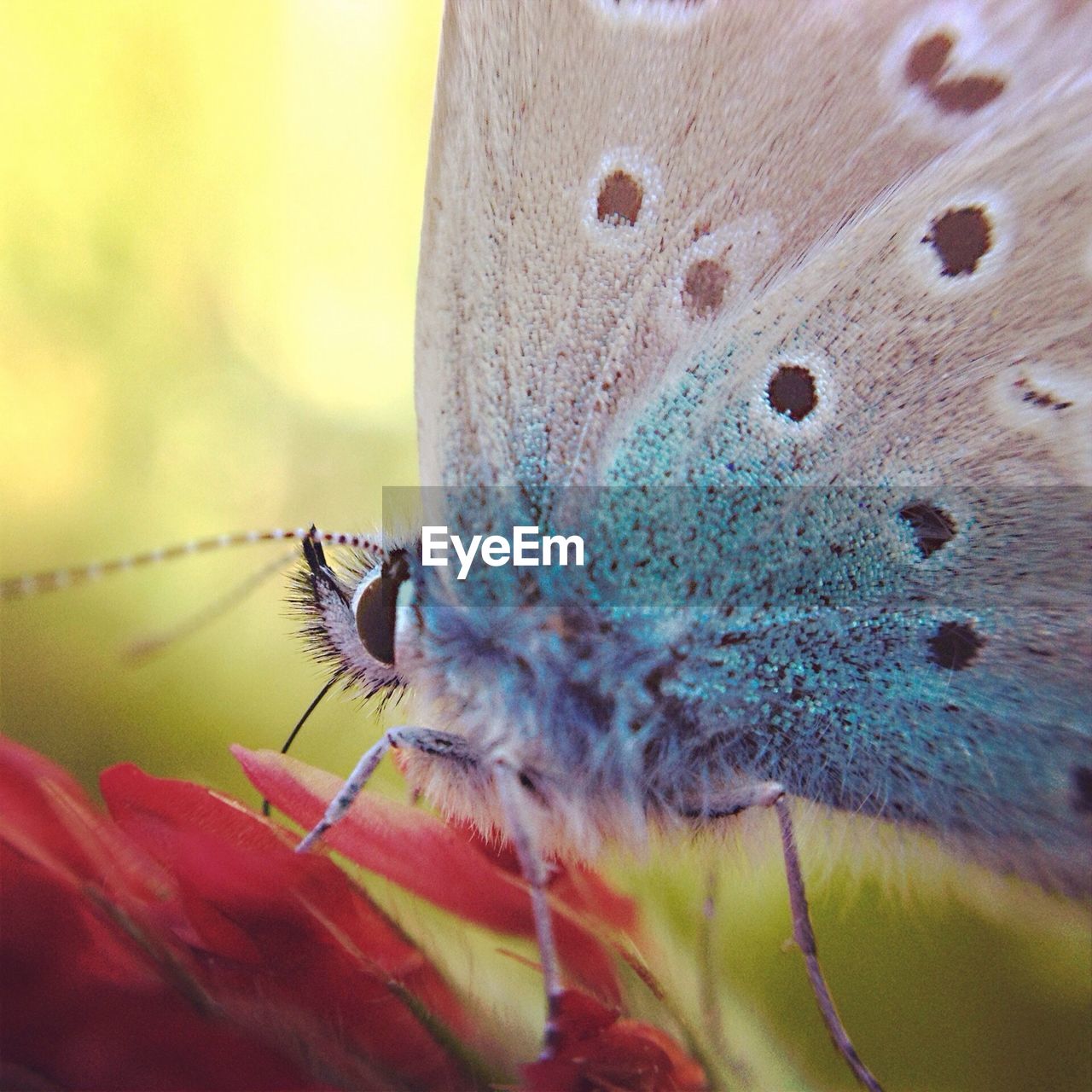 Close-up of butterfly perching on flower petal
