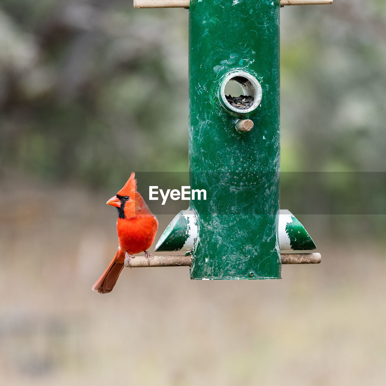 Cardinal on a bird feeder
