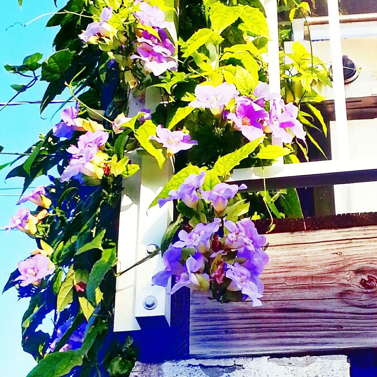 CLOSE-UP OF PURPLE FLOWER BLOOMING OUTDOORS