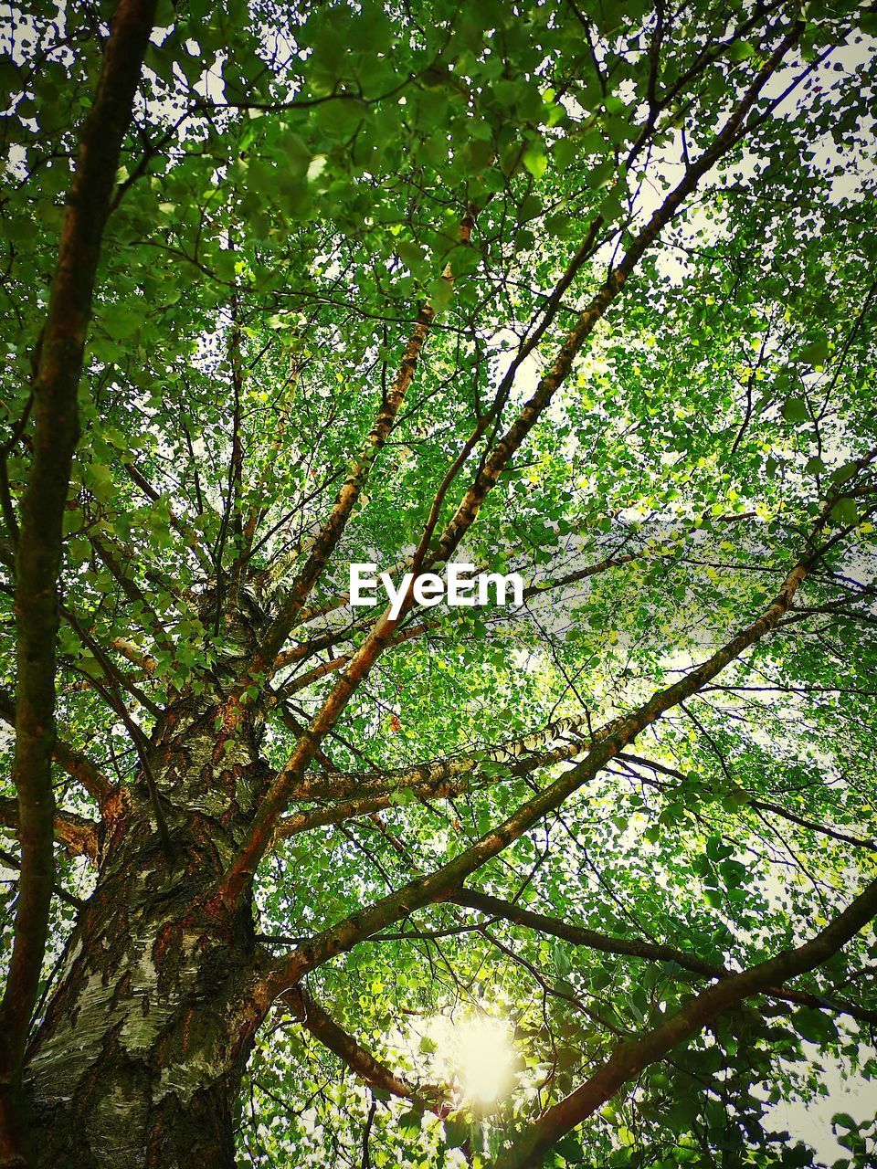 LOW ANGLE VIEW OF TREES