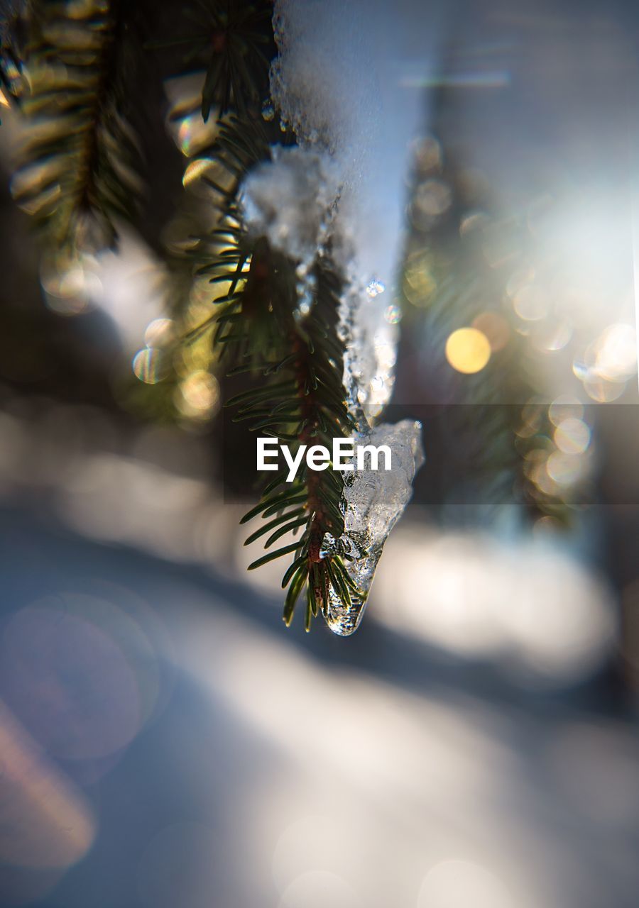 Close-up of pine tree during winter