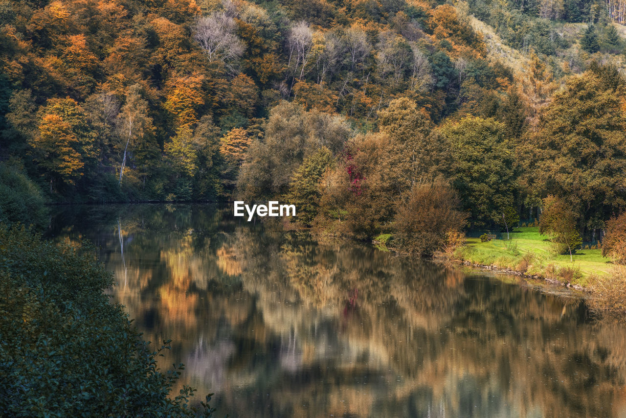 Trees by lake in forest during autumn