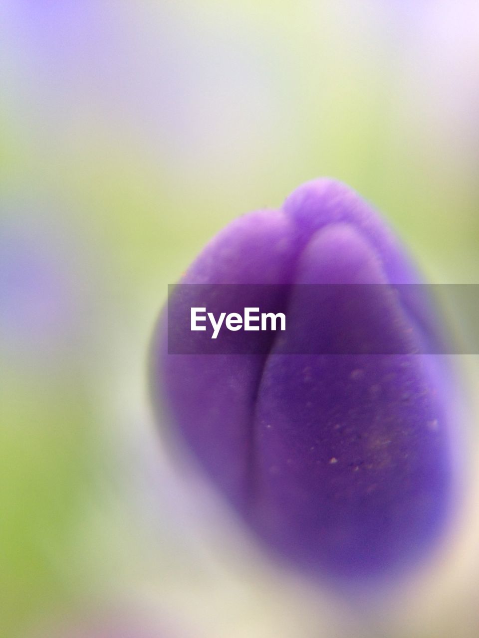 CLOSE-UP OF PURPLE FLOWERS BLOOMING