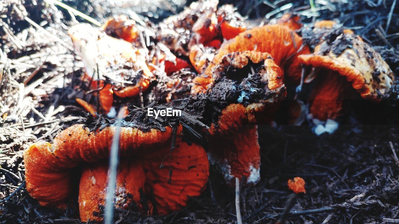 CLOSE-UP OF ORANGE LEAVES ON FIELD