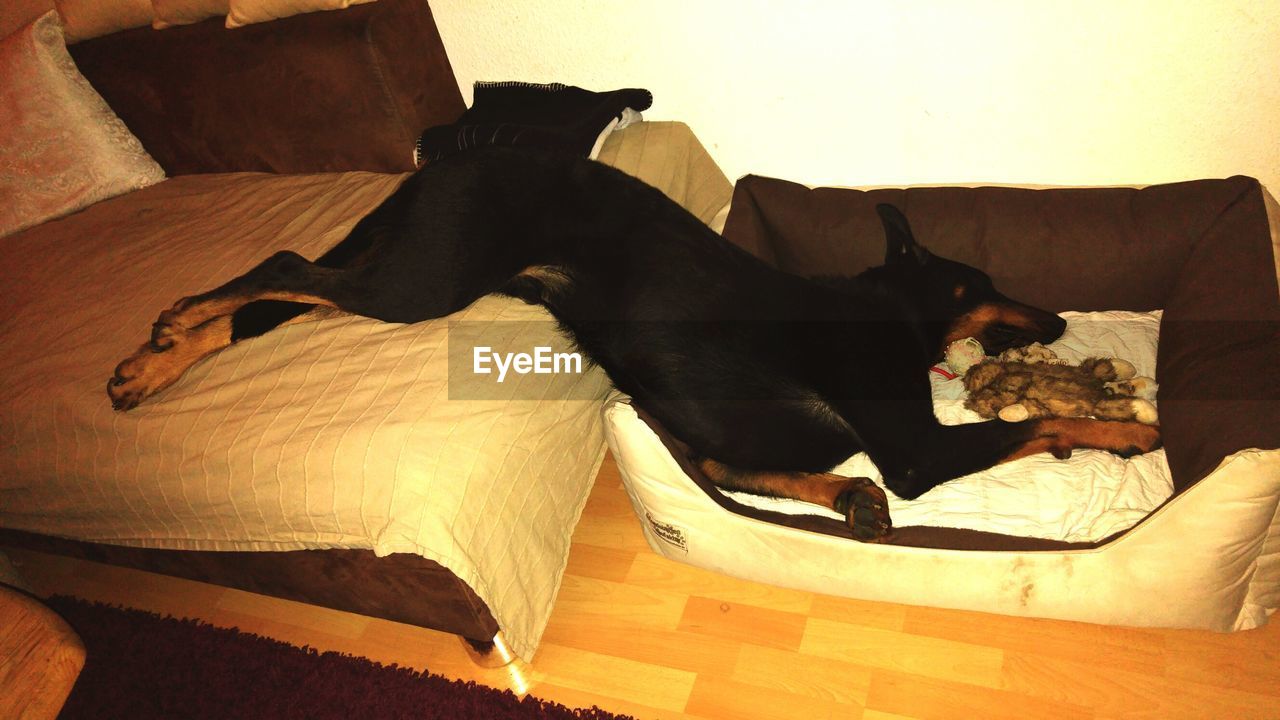 High angle view of black beauceron sleeping on pet bed at home