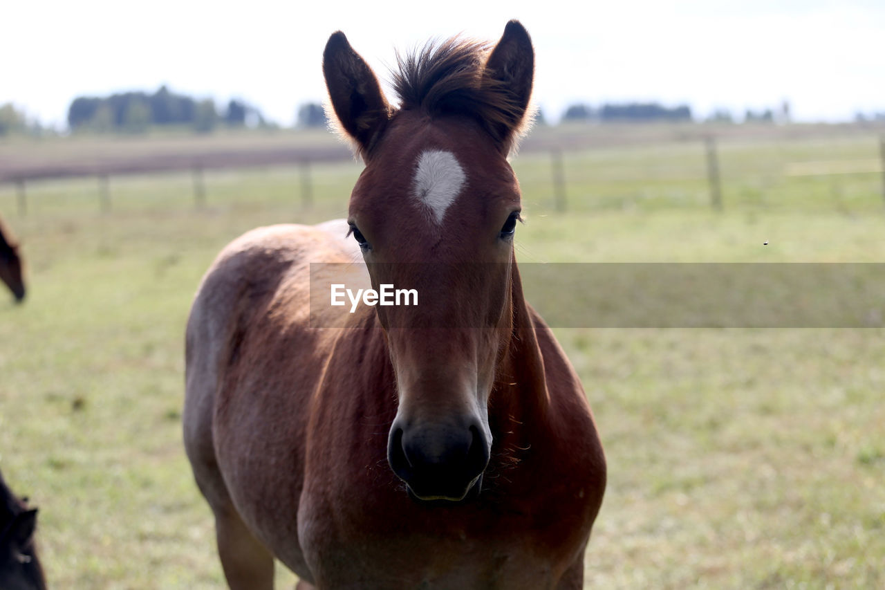 close-up of horse standing on field