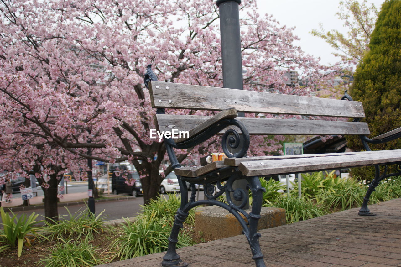 CHERRY BLOSSOMS IN PARK